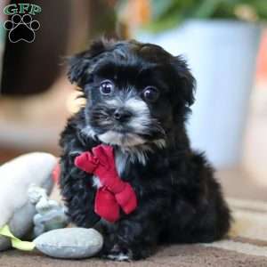 Storm, Maltipoo Puppy